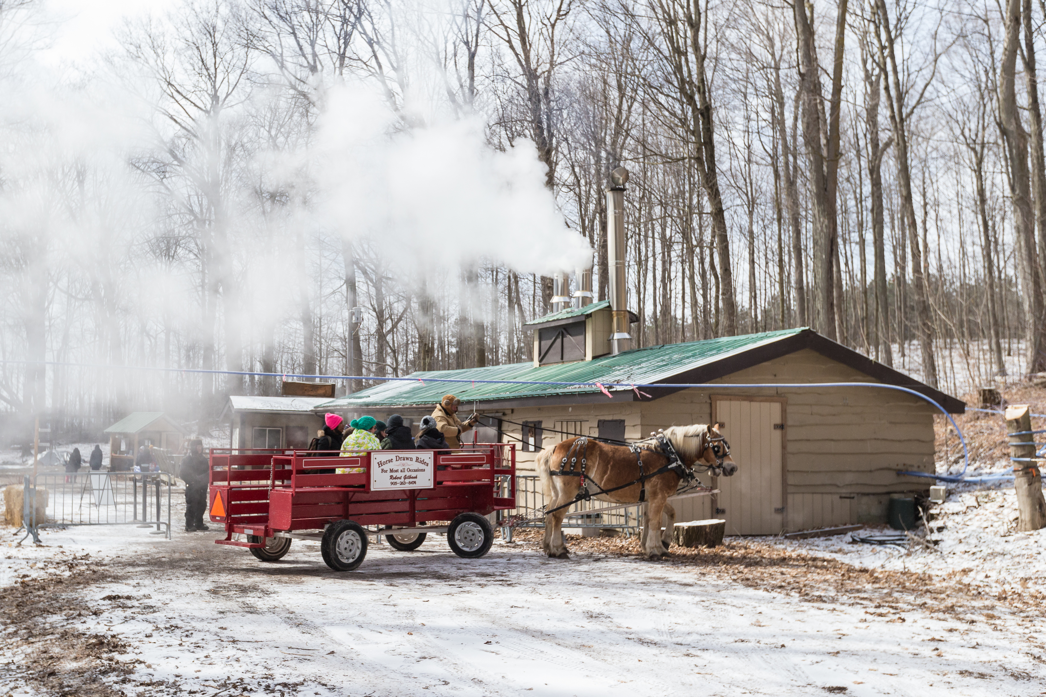 Horse and wagon outside the sugar shack at the Purple Woods Maple Syrup Festival in Oshawa
