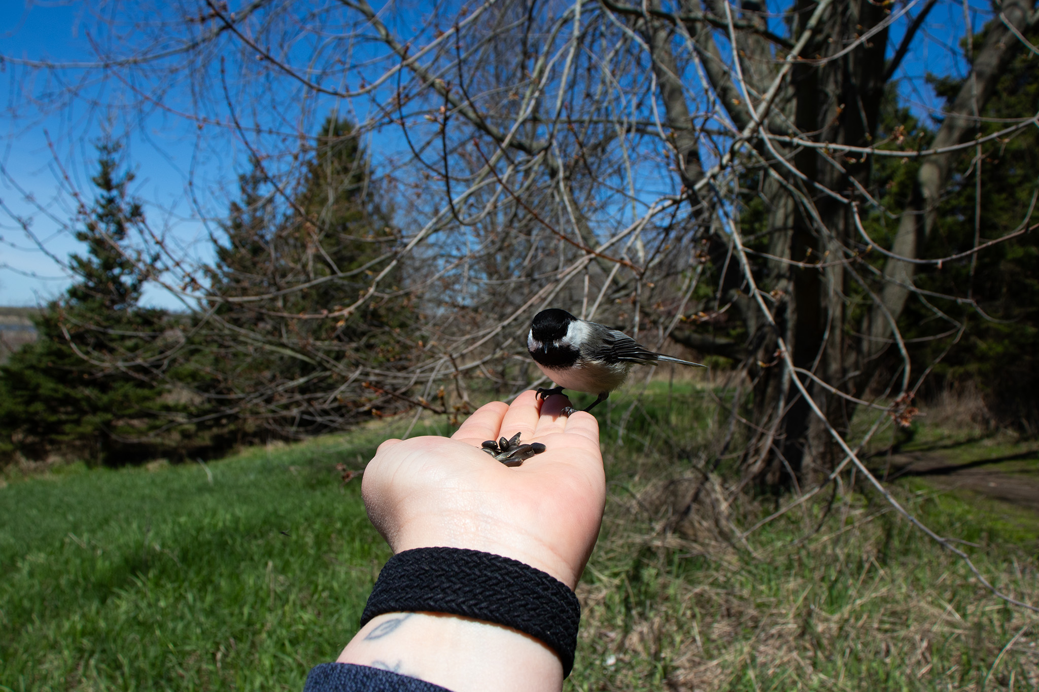 Image of a person's hand open with birdseed in it and a chickadee eating from it