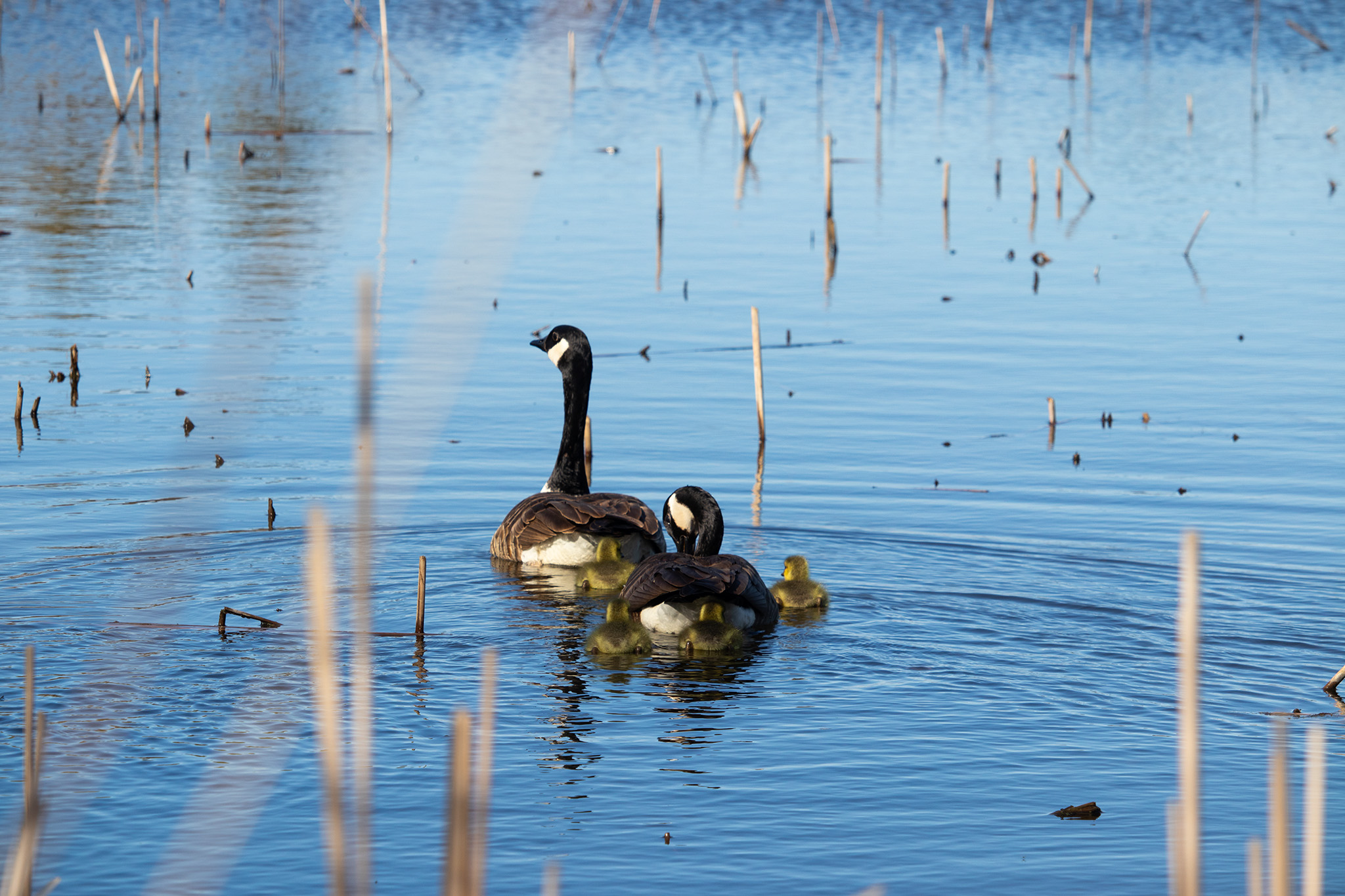 Two Canada geese swimming in marsh with four fuzzy, yellow goslings