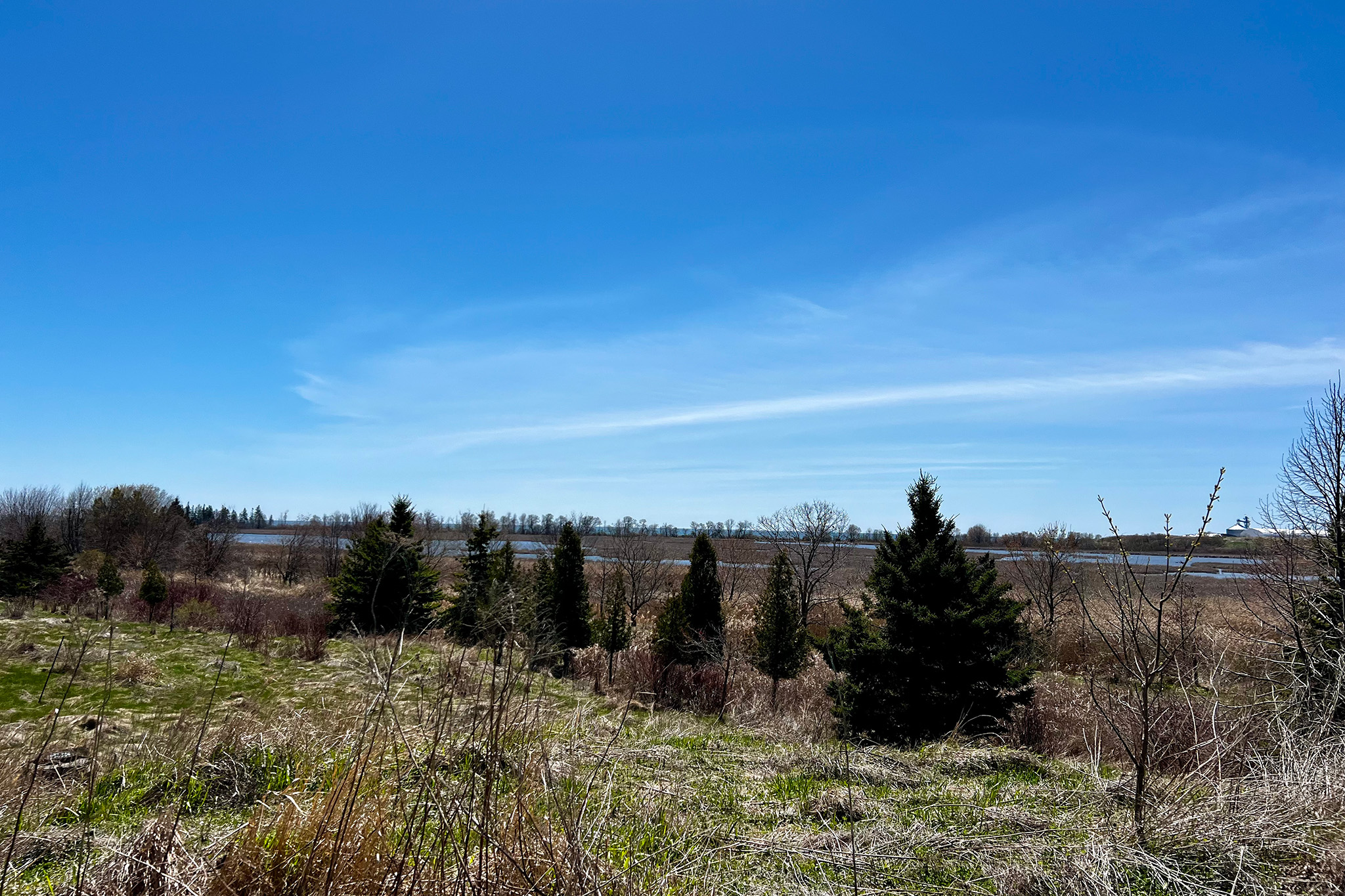Trees in a marsh with blue sky behind them