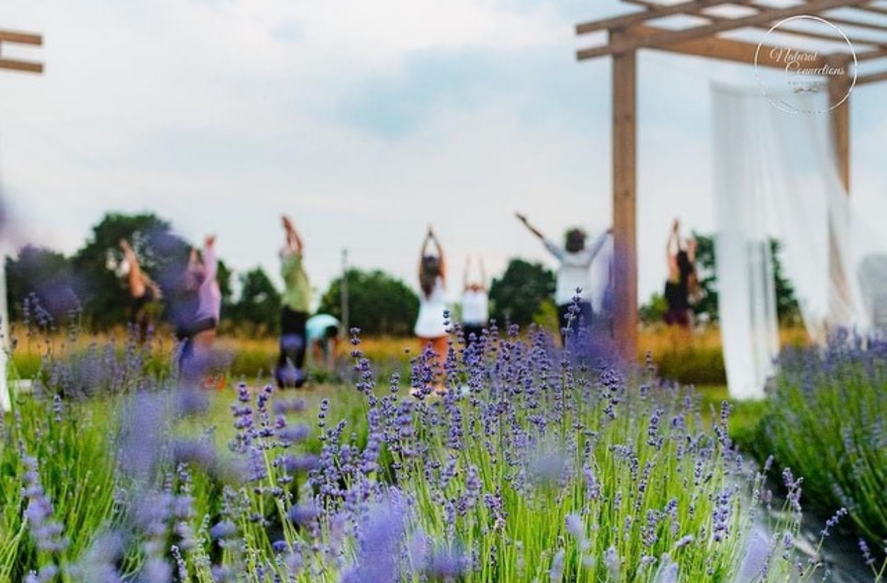 Photo from a lavender field of people doing yoga with purple flowers in the foreground 