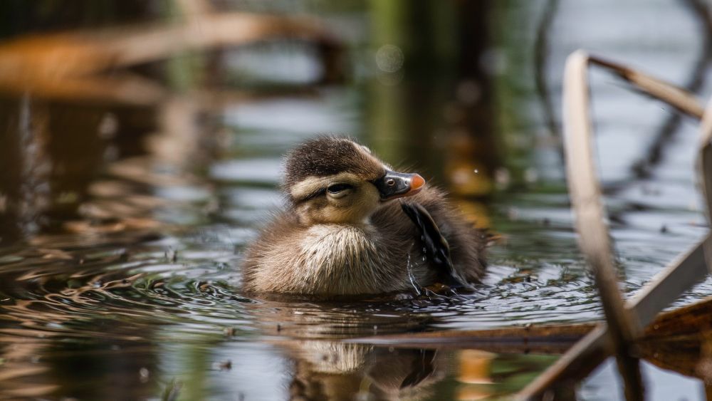 Duck in a pond at Lynde Shores Conservation Area in Whitby, Ontario, Canada