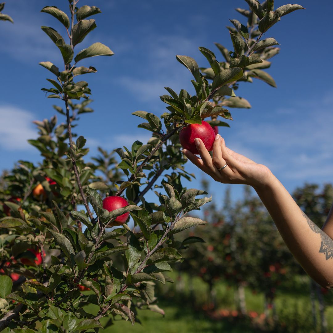 Apple picking in Clarington, Ontario