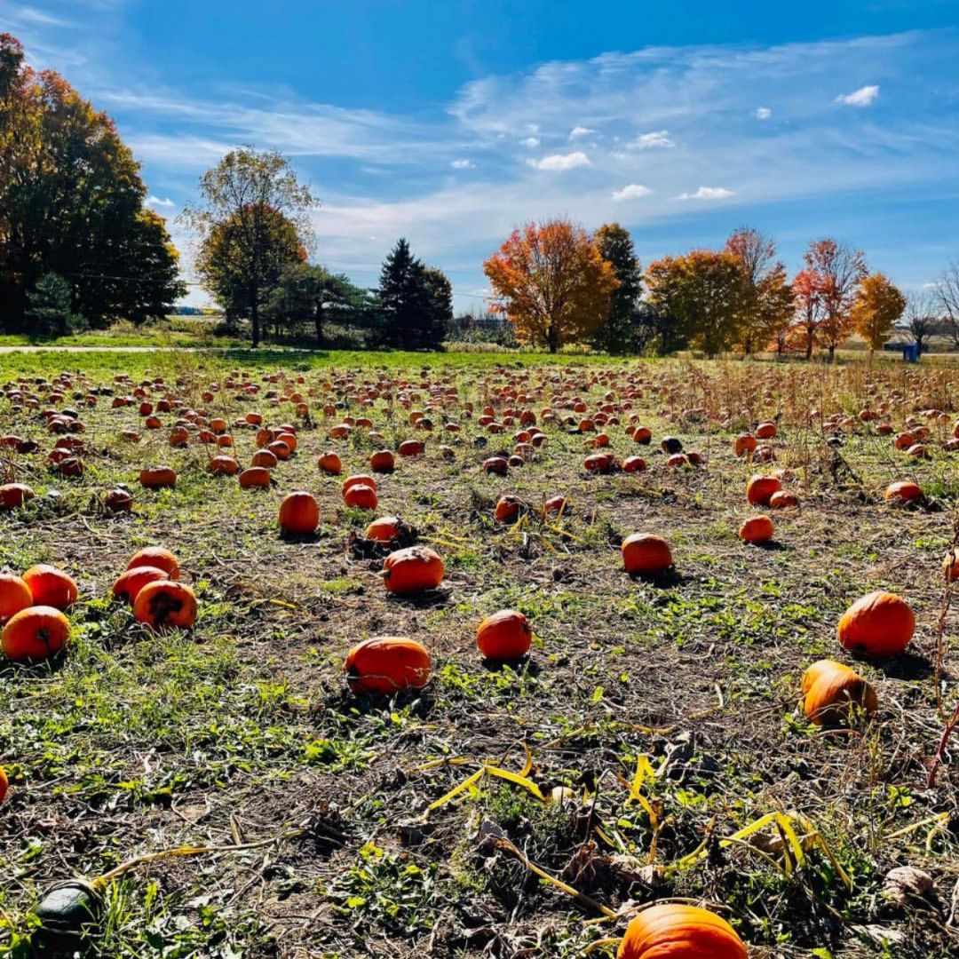 Pumpkin field at Brooks Farm in Uxbridge, Ontario, Canada