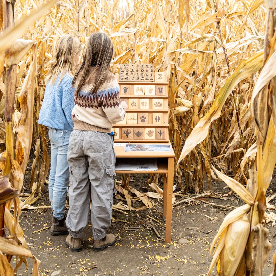 Two children in the corn maze at Buzzing Bees Adventure Farm in Sunderland, Ontario, Canada