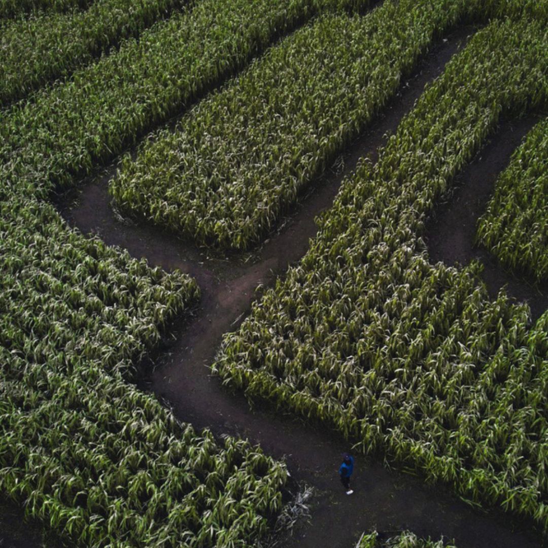 Aerial drone shot of the corn maze at Cooper's Farm in Uxbridge, Ontario, Canada