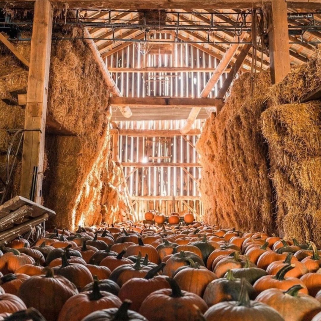Pumpkins in the barn with sunlight glowing through the boards at Knox Pumpkin Farm in Hampton, Ontario, Canada