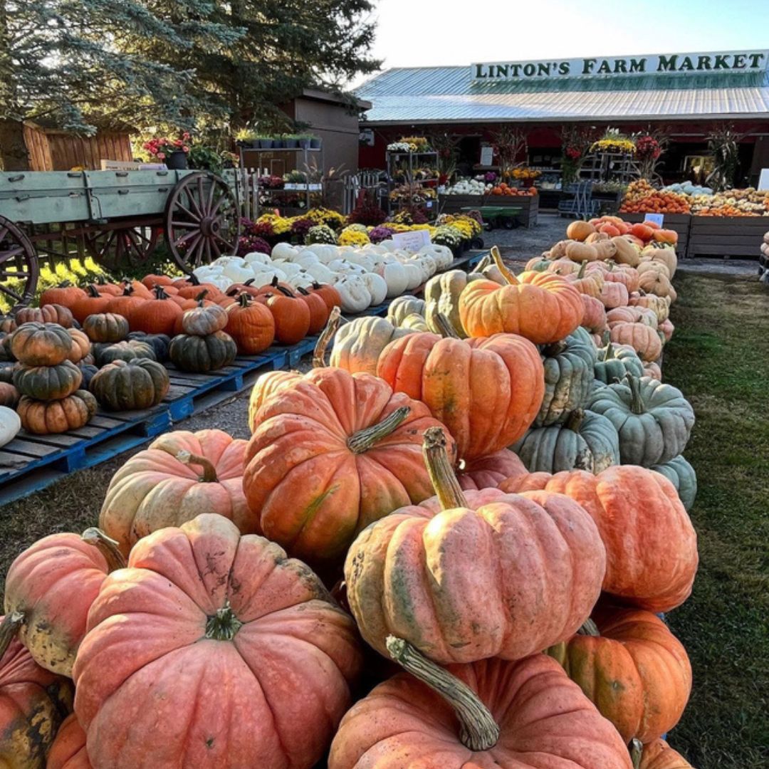 Rows of different coloured pumpkins outside Linton's Farm Market in Oshawa, Ontario, Canada