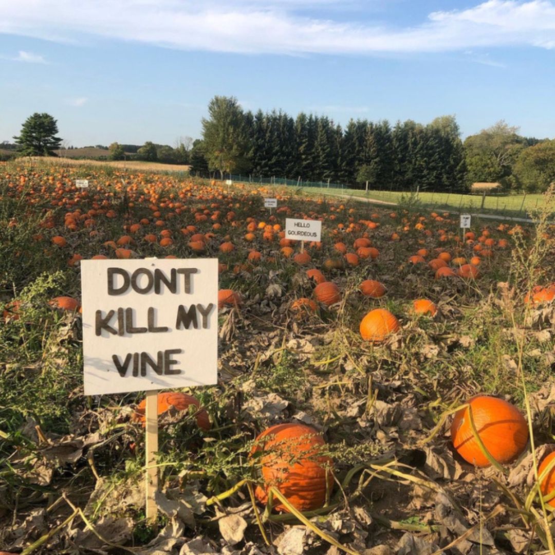 Pumpkin field with a sign that reads, "Don't kill my vine" at Nature's Bounty Farm in Scugog, Ontario, Canada