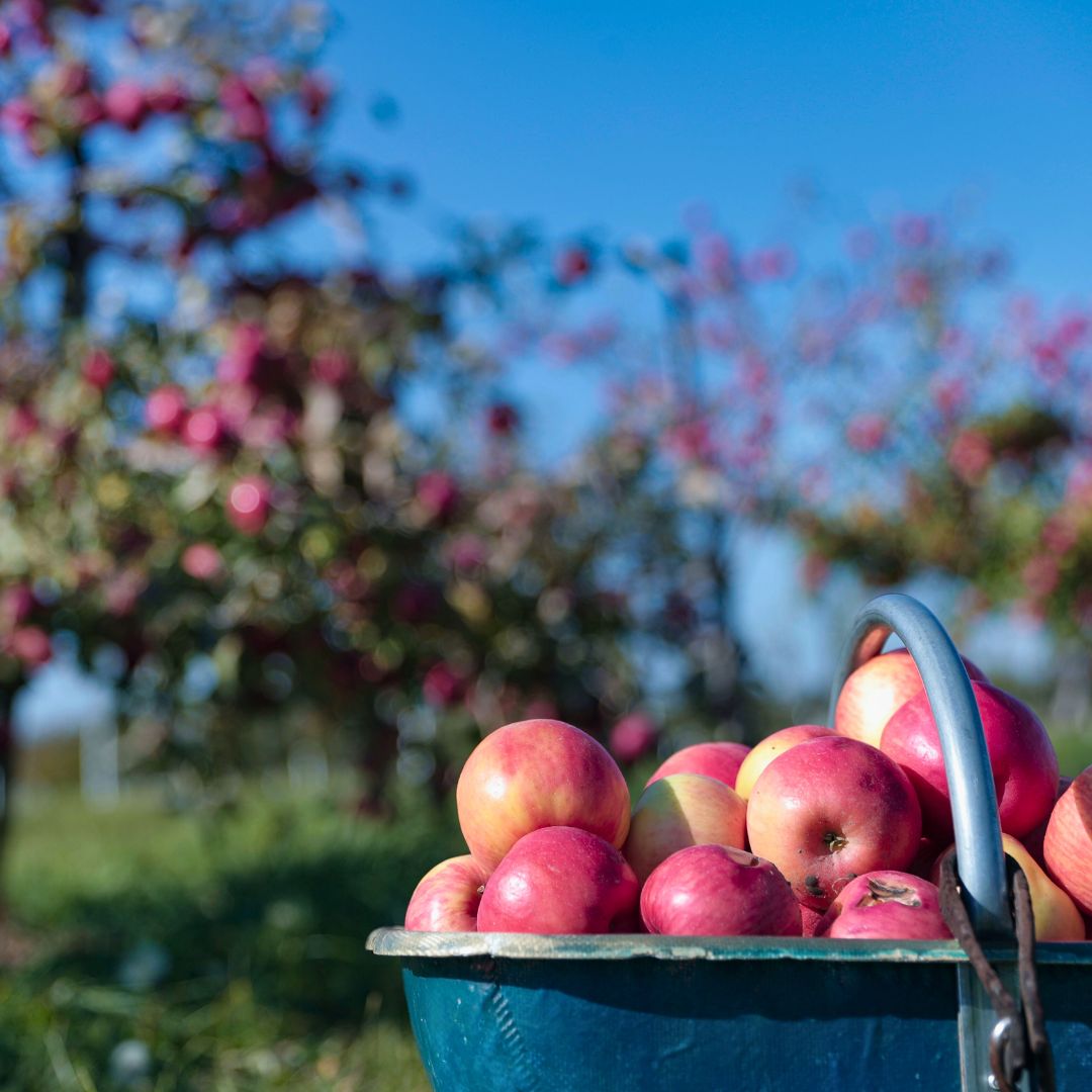 Image of a basket of apples sitting on the ground in an orchard