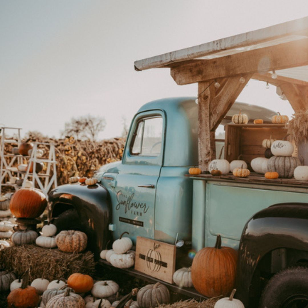 Image of an old pick up truck being used as a display for colourful pumpkins