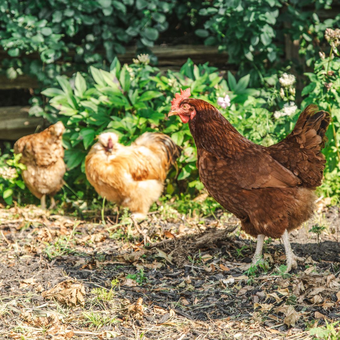 Image of free range chickens roaming the yard on a farm