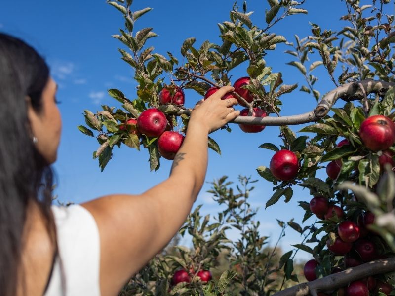 Image of a person reaching for a red apple on a tree in an orchard with a blue sky behind the trees