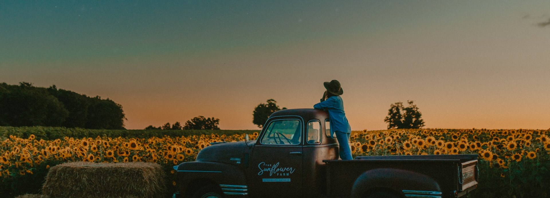 Woman overlooking The Sunflower Field in Beaverton, Ontario, Canada.