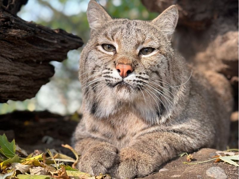 Image of a bobcat sitting in an inclosure
