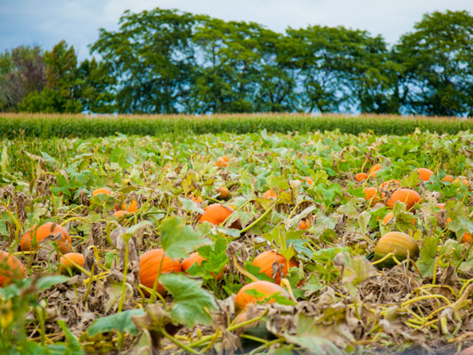 Pumpkins in a field