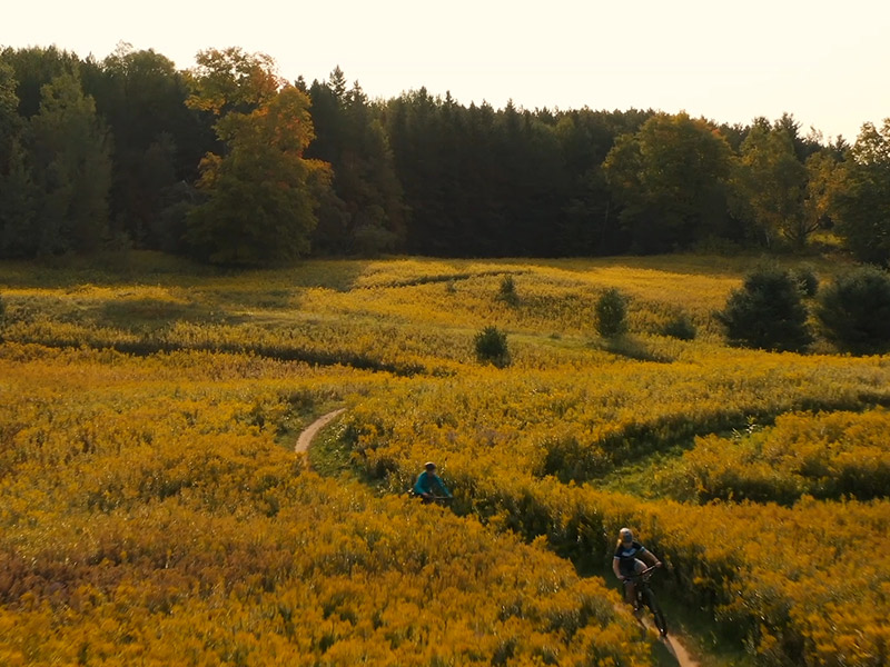 Aerial shot of cyclists riding bikes in a beautiful golden field surrounded by trees.