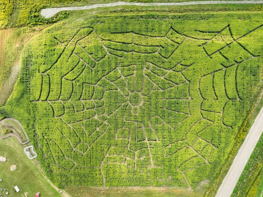 Ariel view of a corn maze.