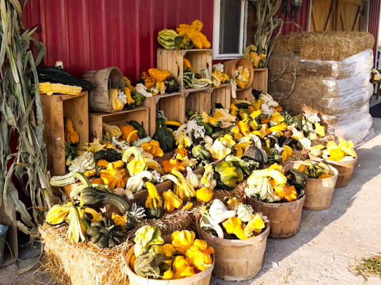 Baskets of pumpkins and gourds, hay bales and corn stalks displayed in front of red barn