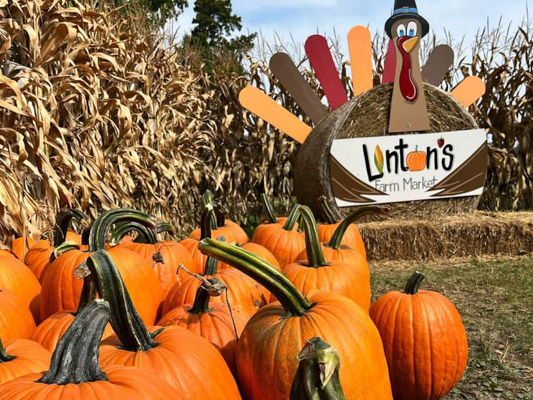 Corn field, orange pumpkins and a hay bale decorated like a turkey