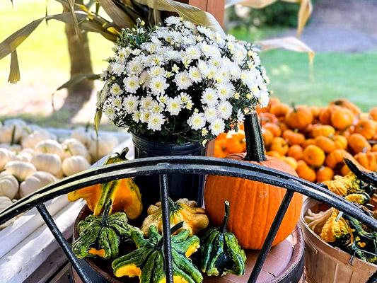 White flowers, pumpkins, gourds and a decorative wheel