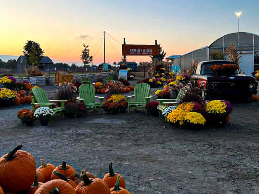 Fall decorations including mums, green chairs and entrance to Harvest Fest