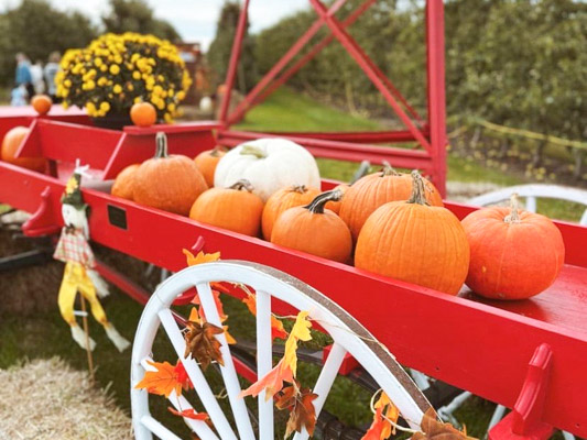 Red wagon full of pumpkins and fall mums