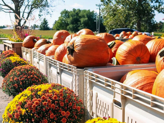 Bins of orange pumpkins surrounded by fall mums