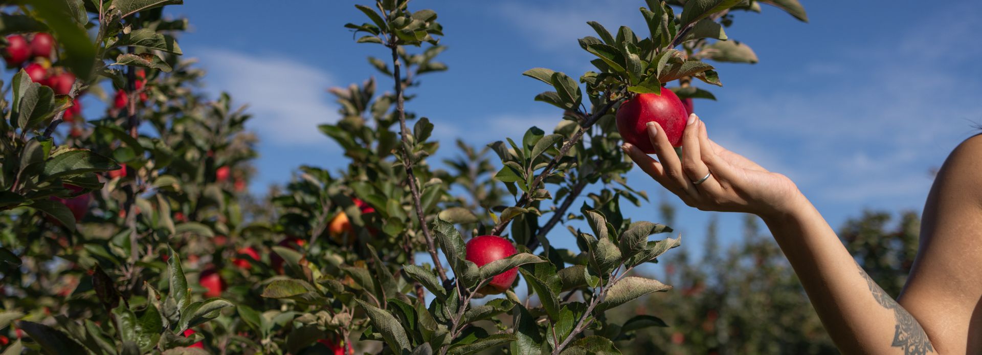 Person picking an apple from an apple tree at Archibald's Orchard & Winery in Clarington, Ontario, Canada.