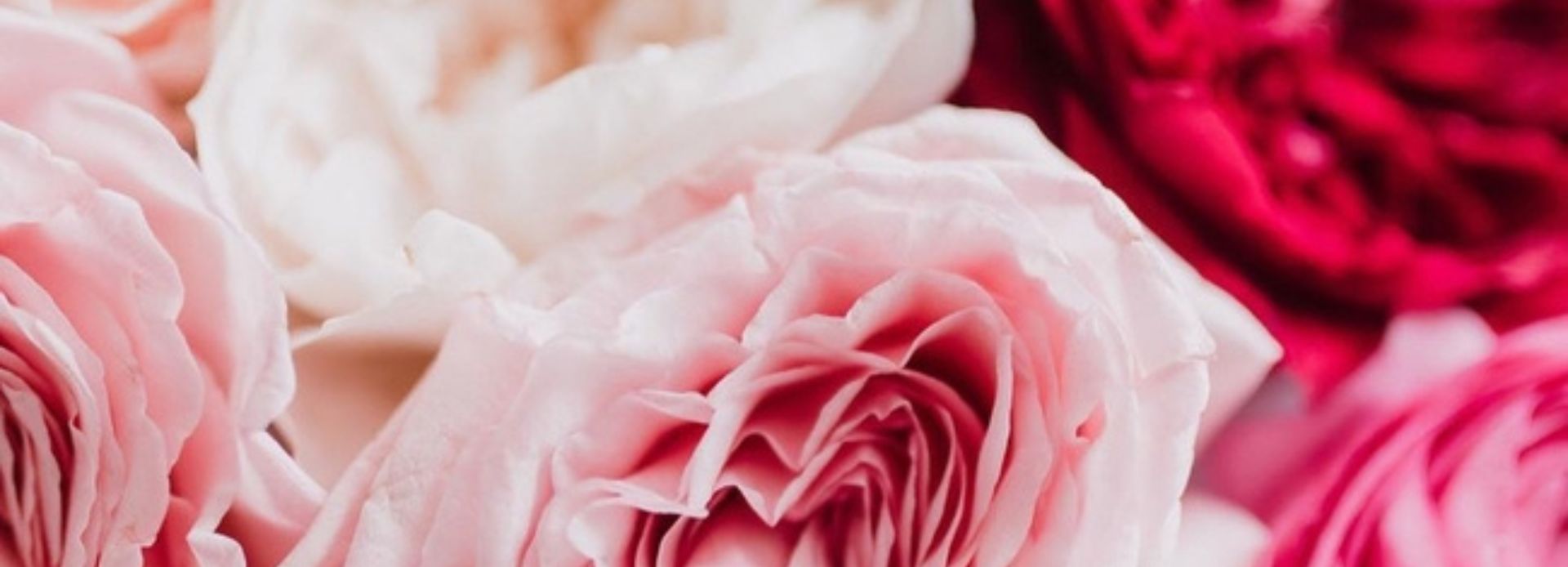 Pink and red roses from Aspen Florist in Bowmanville, Ontario, Canada