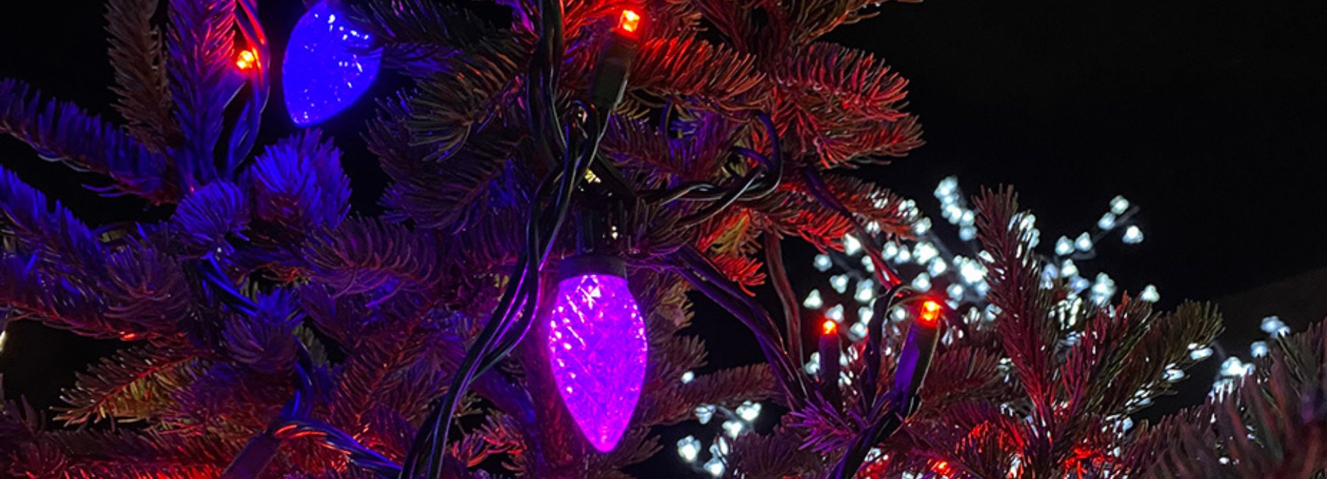 Christmas lights on a tree