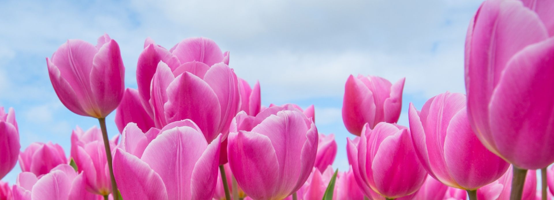 Tulips at Pingle's Farm Market in Clarington, Ontario, Canada