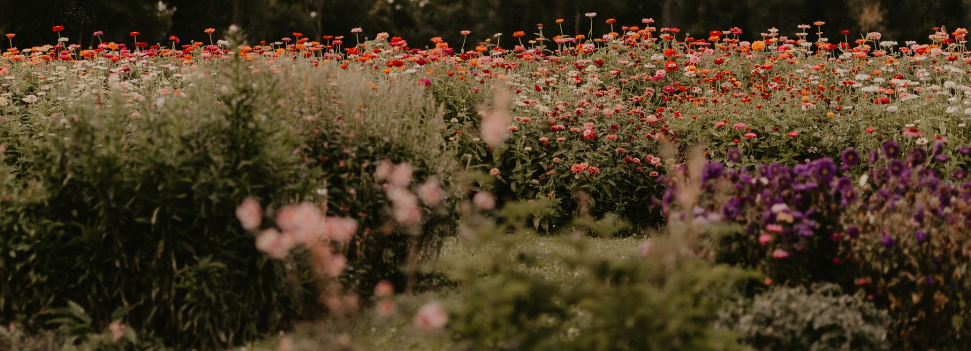 Field of wildflowers in Durham Region, Ontario, Canada.