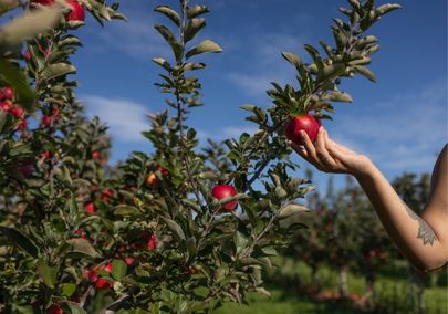 Archibald's Orchard & Estate Winery along A Country Path in Clarington, Ontario, Canada