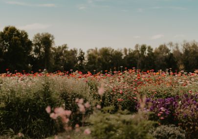 Field of flowers in Durham Region, Ontario, Canada