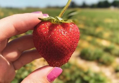 Image of a person with pink nail polish holding a strawberry in a pick-your-own field
