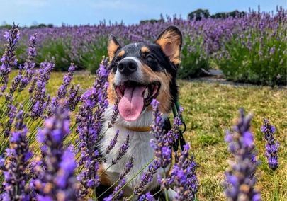 Image of a happy dog sitting in a lavender field surrounded by flowers