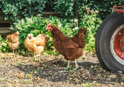 Image of free range chickens on a farm