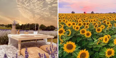 Flower-Farms---Durham-Tourism-Blog-Cover-2.png