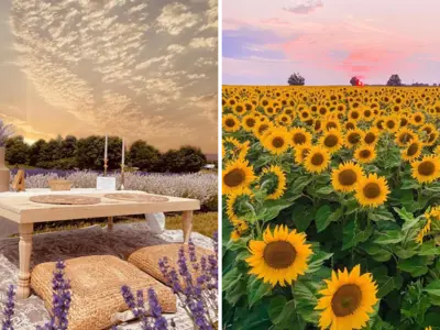 Flower-Farms---Durham-Tourism-Blog-Cover-2.png