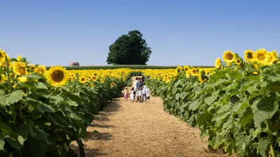 Family walking through a field of sunflowers.