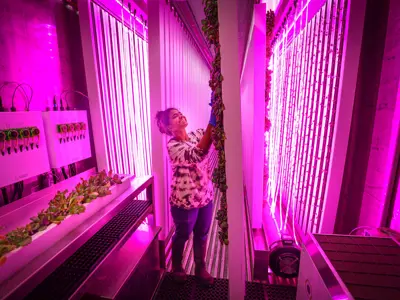 Woman caring for crops in a vertical farm.