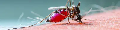 Mosquito on human arm