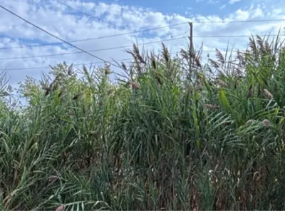 Phragmites-1900-x-725-px.png