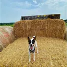 Pet-Friendly-Adventures---Lifestyle.jpg