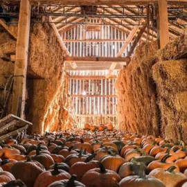 Knoxs-Pumpkin-Farm---Gather-at-the-Farm.jpg