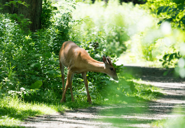Lynde Shores deer on summer path