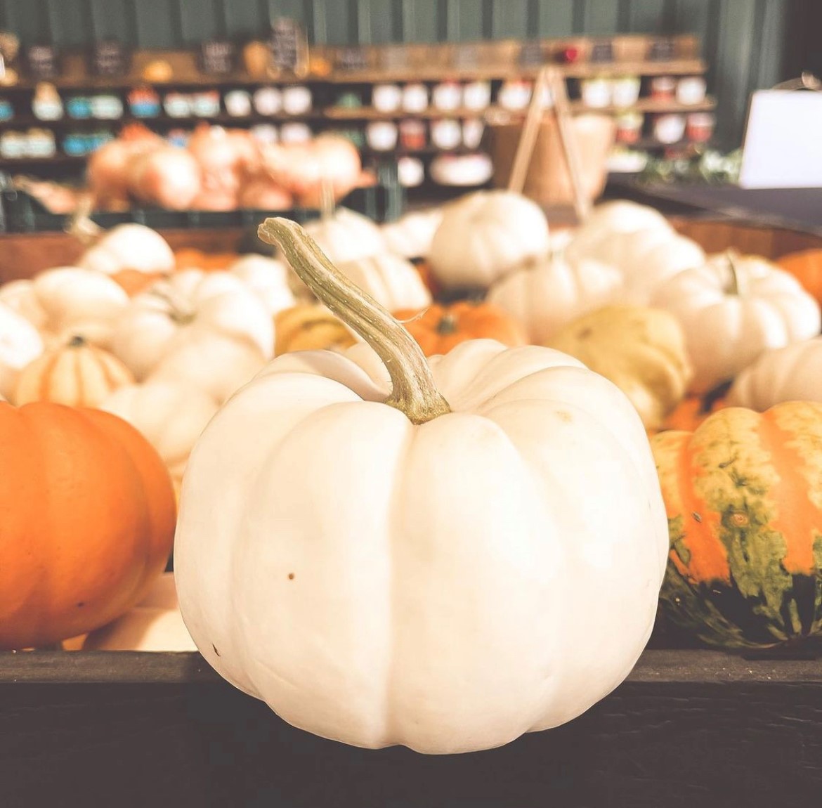 Maple Grove Orchards pumpkins Maple Grove Orchards pumpkins