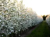 Web-700-525-Maple-Grove-Orchards.jpg