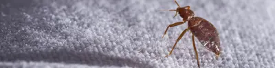 Insect